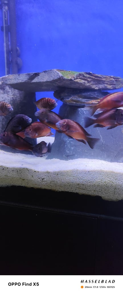 Tropheus Moorii X10 £150 must go together 