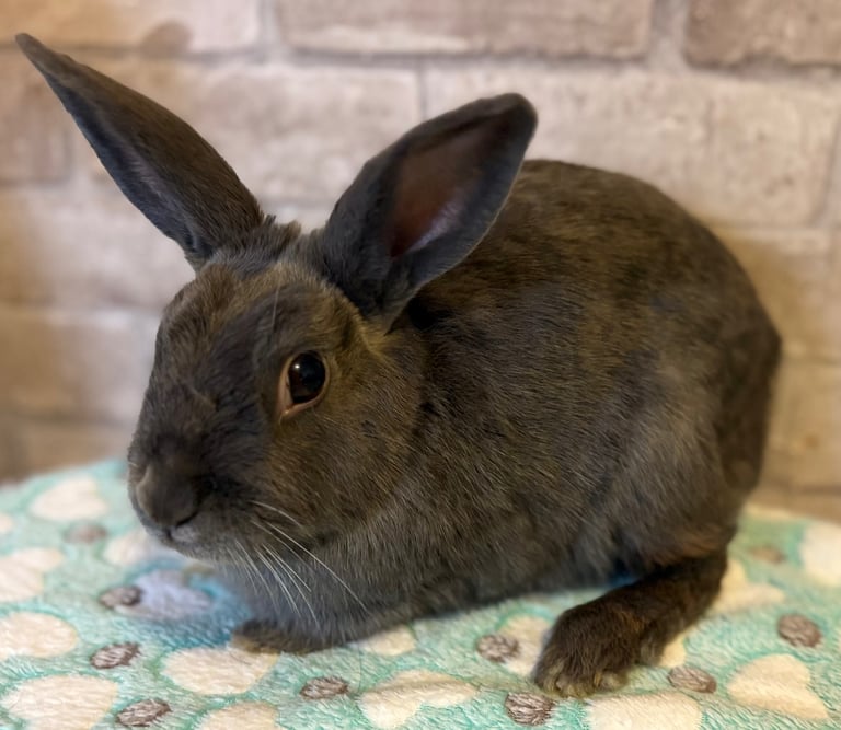 Absolutely beautiful rabbits for sale