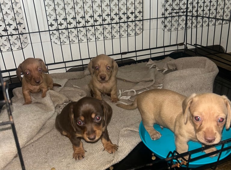 Miniature dachshund puppies 