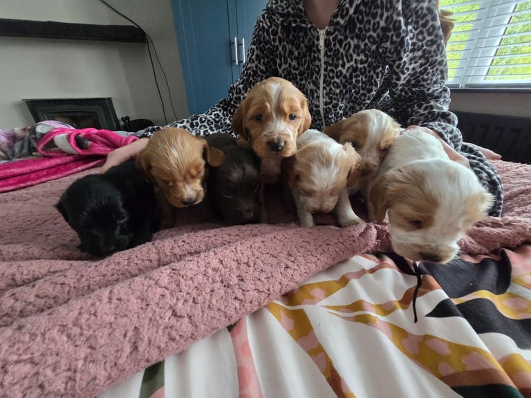 Cocker spaniel puppies