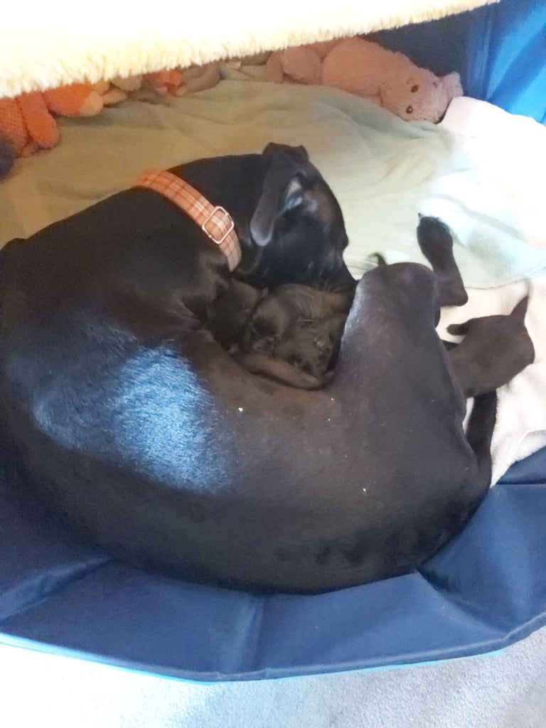 Lab Cross Puppies for Sale