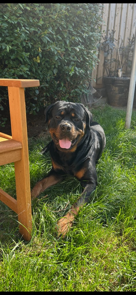 Beautiful Rottweiler pups