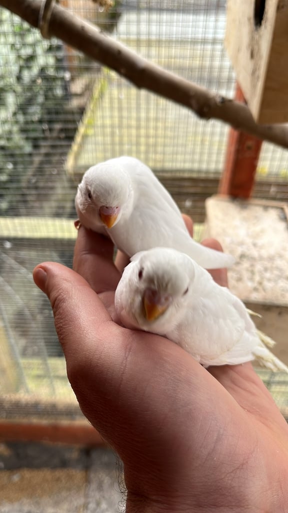 Baby Budgies ready to go. 