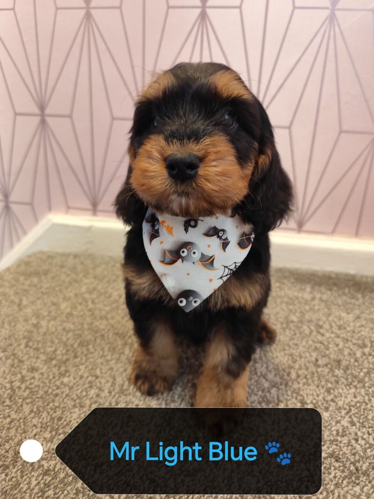 🌟READY NOW🌟F1 Cockapoo Puppies🐶🐾