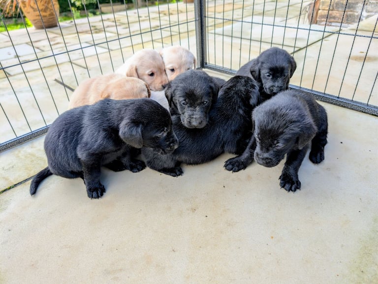 Outstanding Labrador Pupies For sale