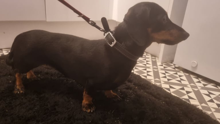 Dachshund miniature