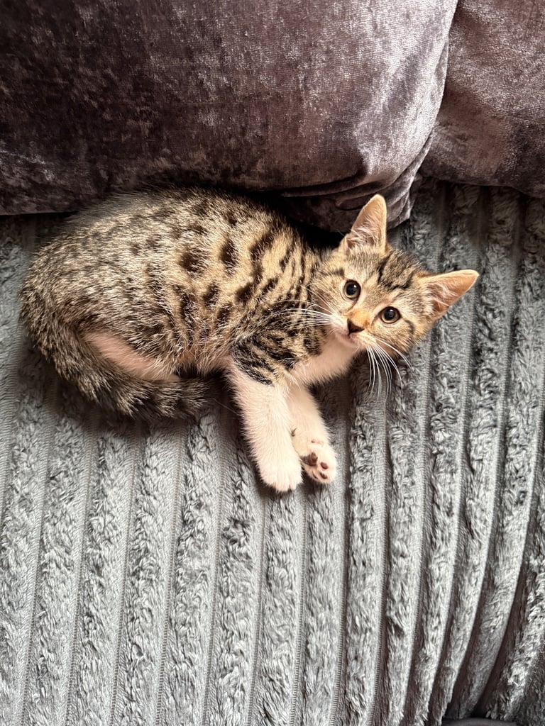 image for Two beautiful kittens