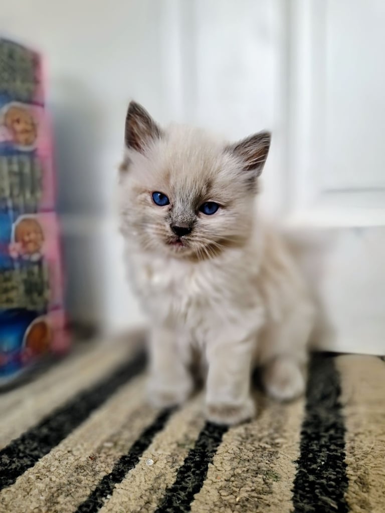 Ragdoll kittens 