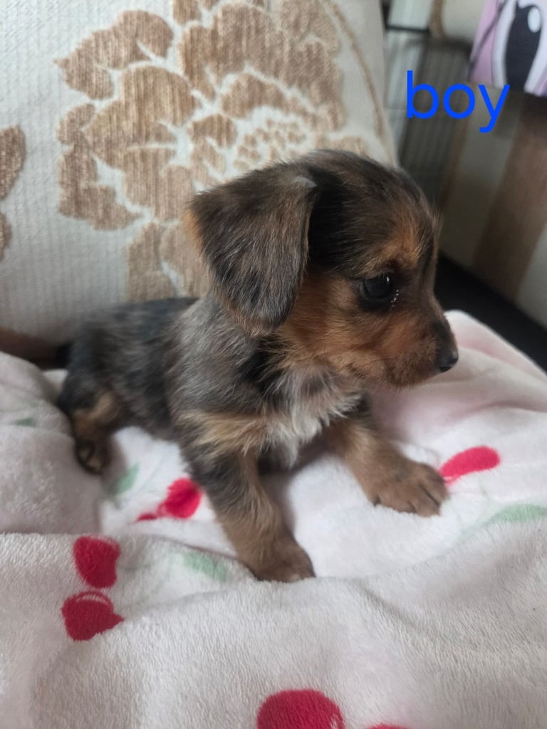 Yorkshire terrier x jackrussell 