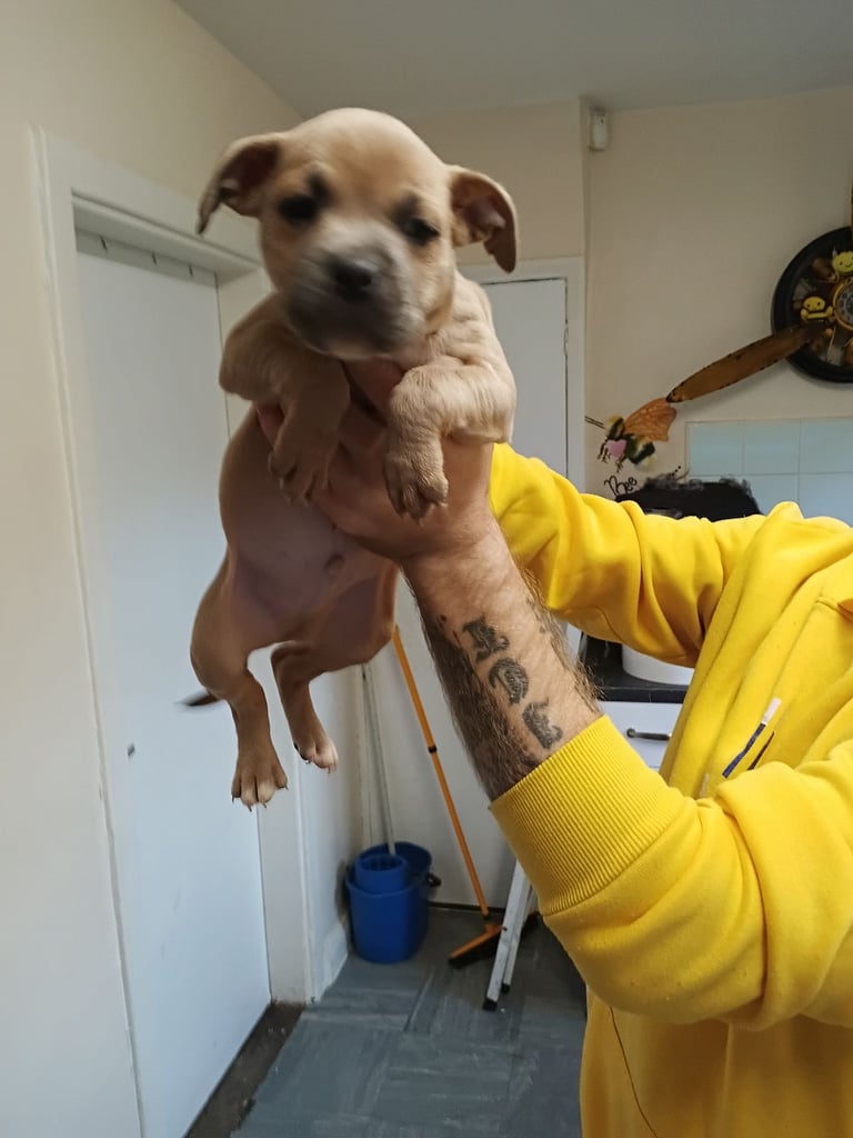 French x staffy cocker spaniel 