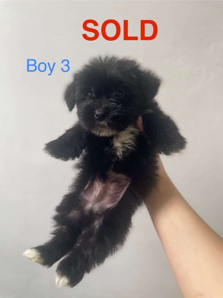 Beautiful Jack-Tzu puppies in Derby