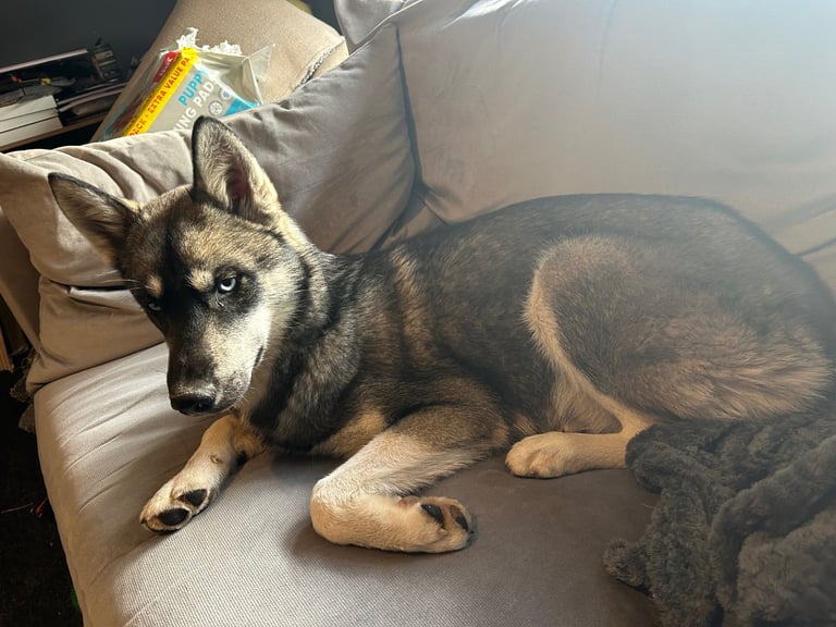 Siberian husky 6 months old