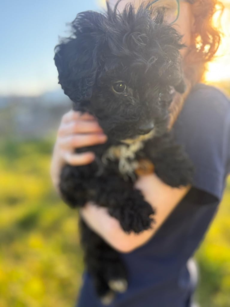 🖤Beautiful curly cavapoo boy 🧸