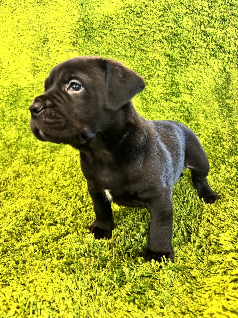 Puppies Boerboel X Mastiff Puppies