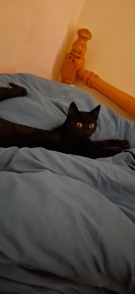 7 month old kitten boy 