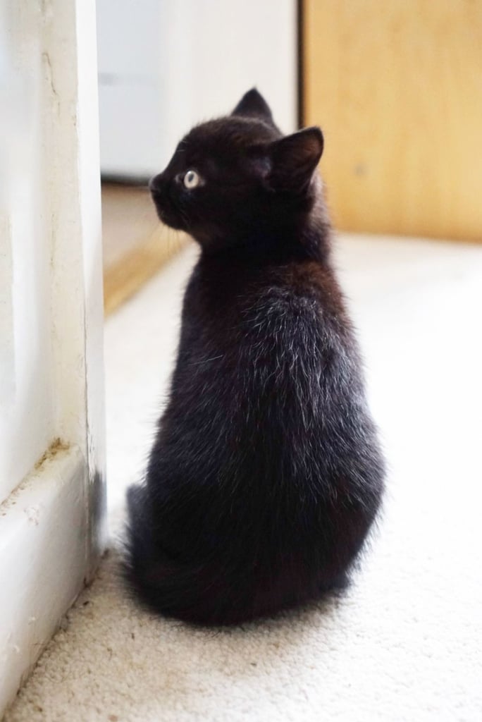 Lovely black kitten for sale 