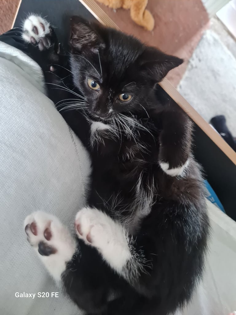 URGENT last girl looking for her forever home 
