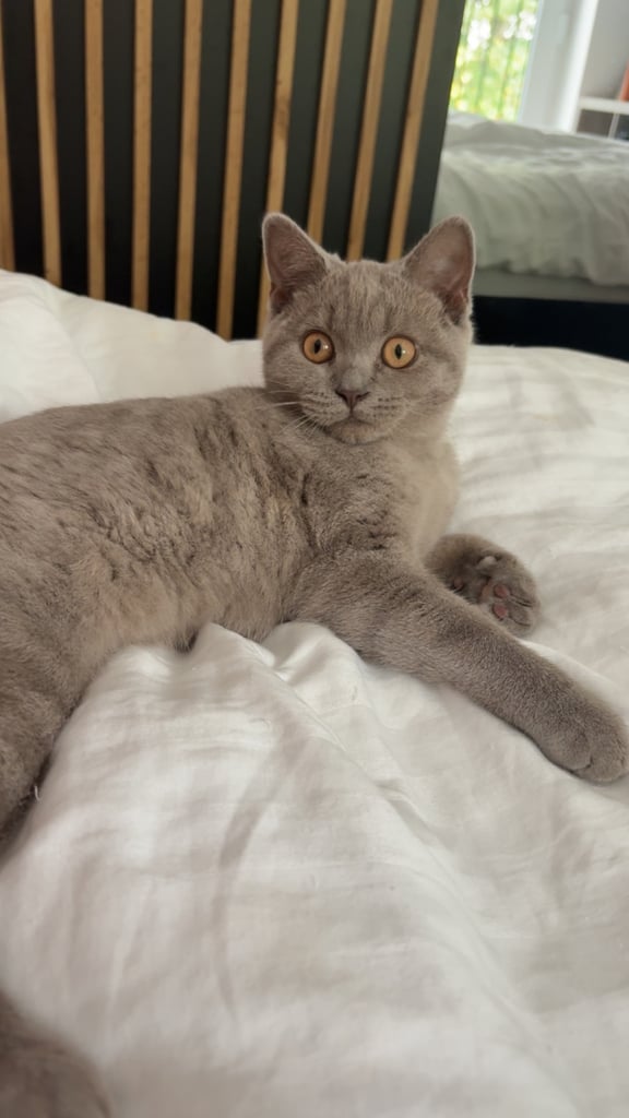 British short hair kitten 