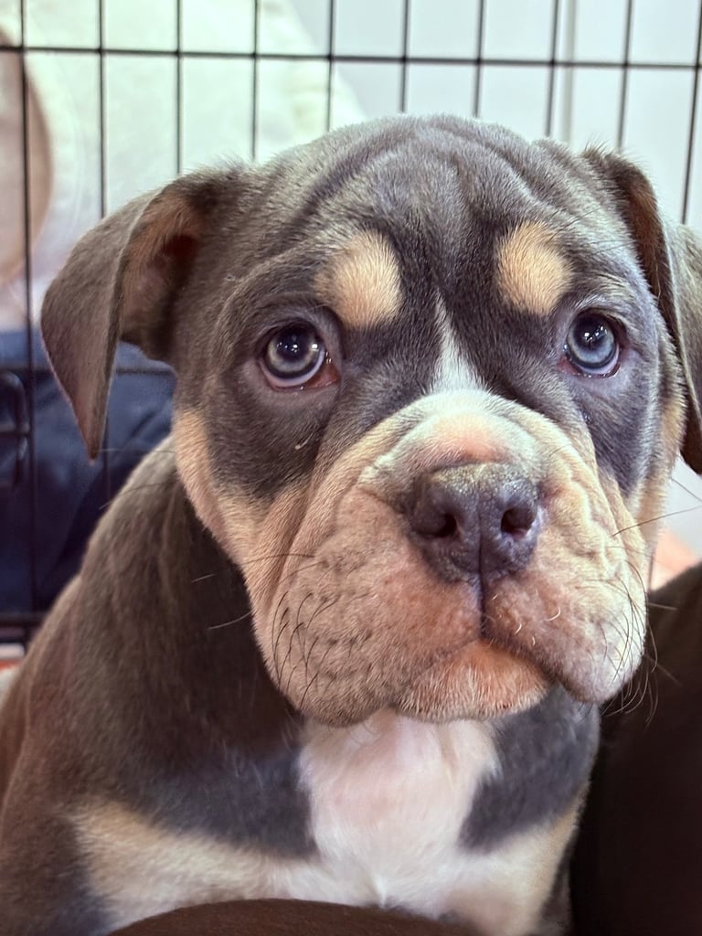 Olde English Bulldogge Puppies For Sale