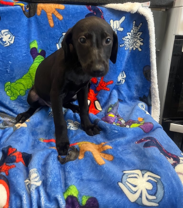 Lab cross Doberman puppies 