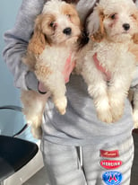 2 cavapoos for sale 
