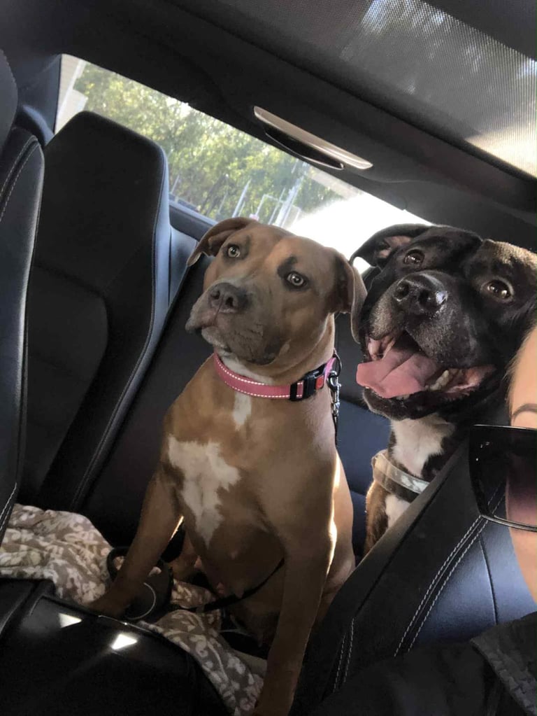 Staffordshire Bull Terrier x puppies for sale