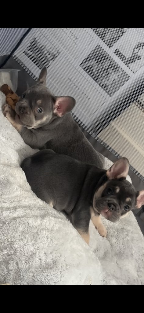 Female French Bulldog