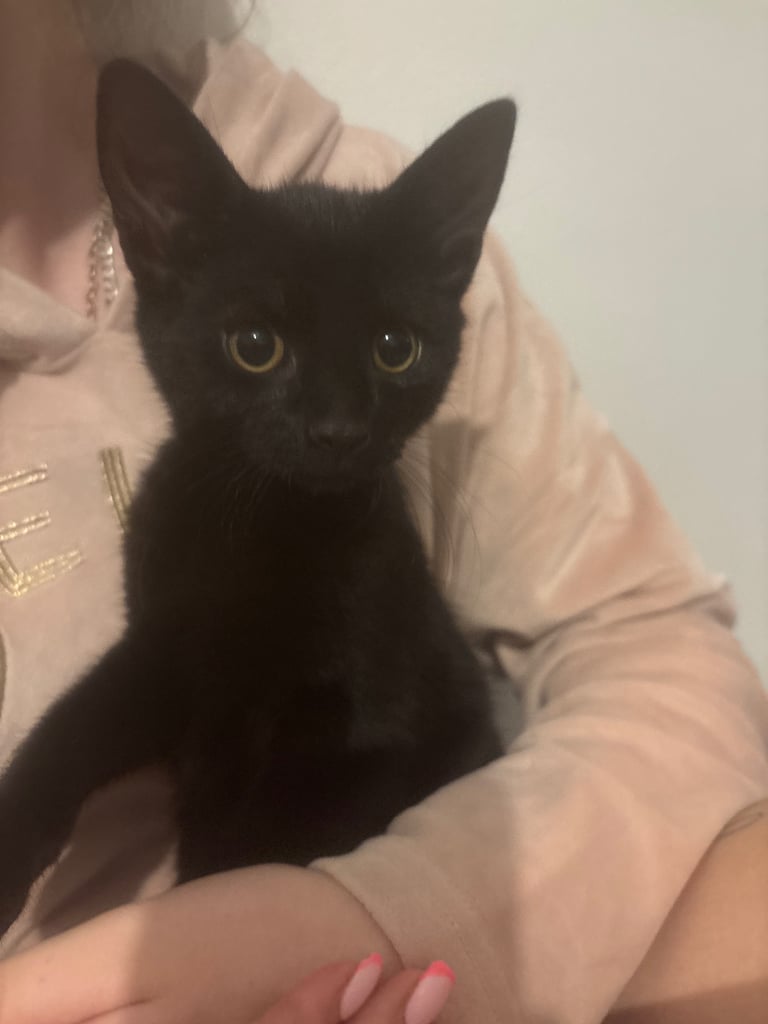 Reduced from £60 Beautiful cats for sale 