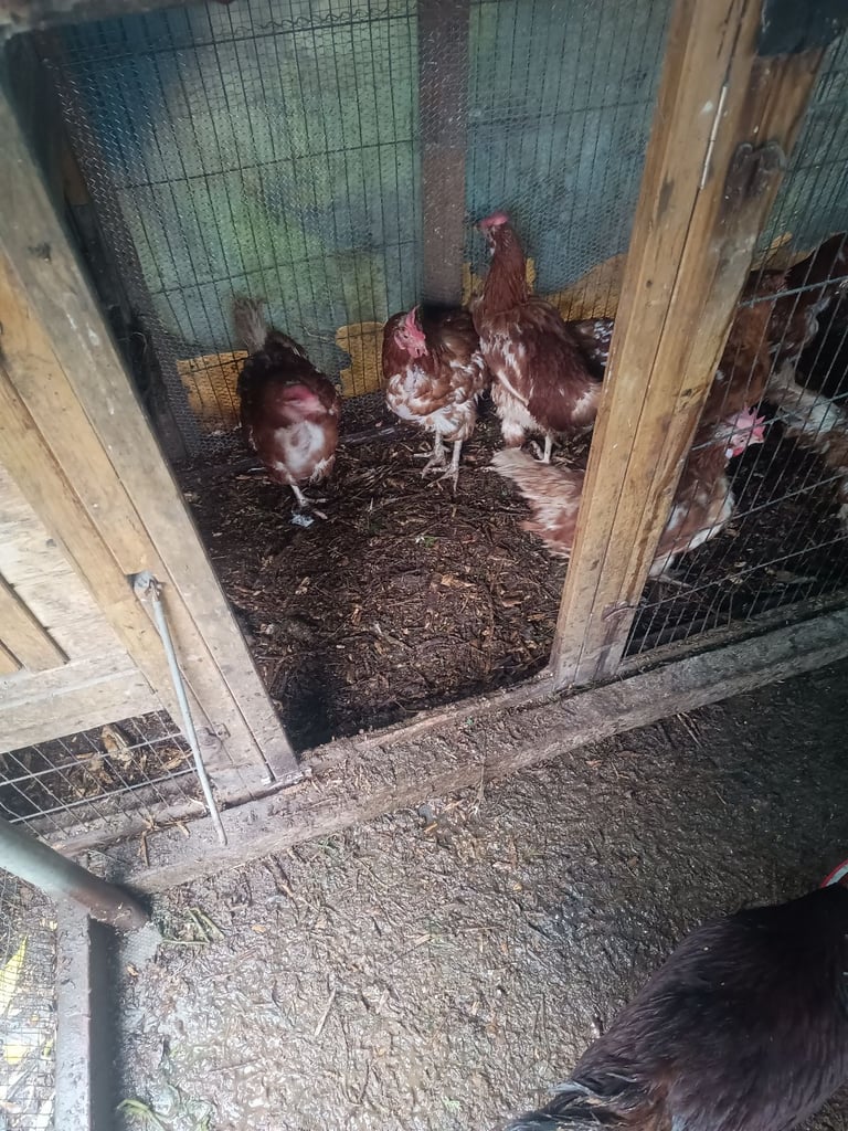 Road land island red and labor brown hens for sale 
