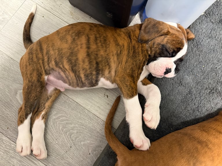 Beautiful boxer puppies 