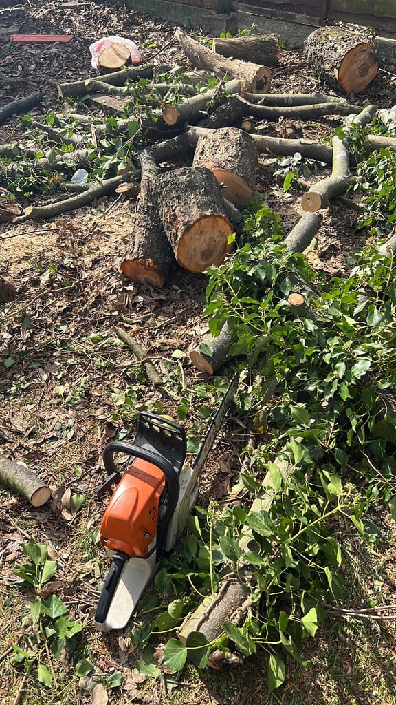 Tree cutting and removal and hedges and pant 