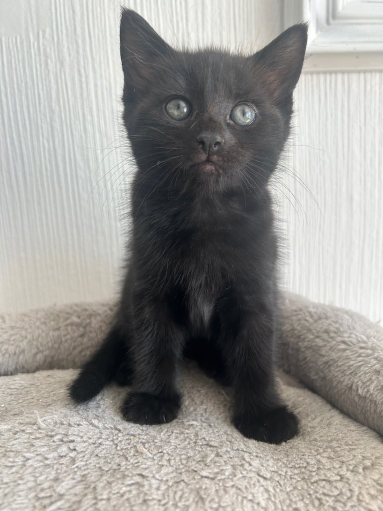 Beautiful black kitten  