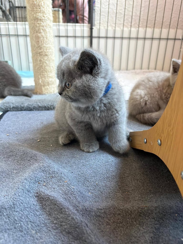 Top Pedigree British Shorthair Kittens