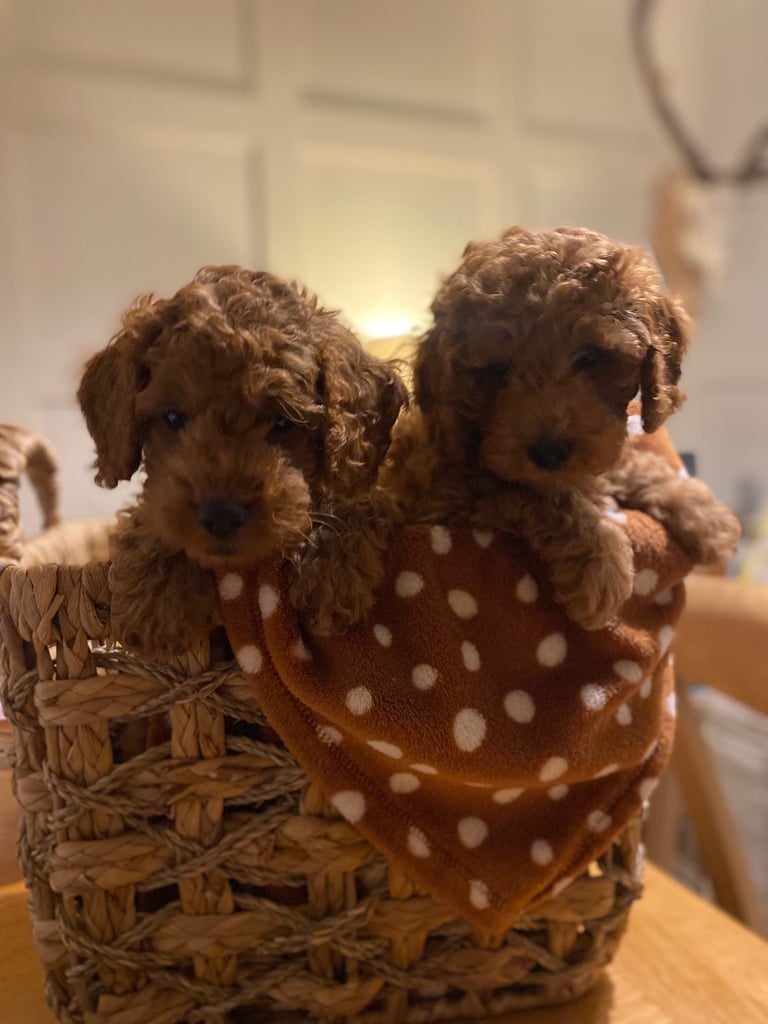 Ready NOW! Red Toy cockapoos 