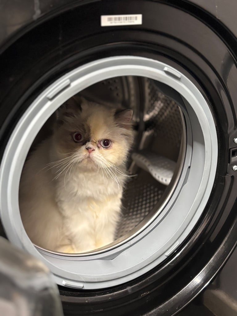 Persian cat- new loving home needed 