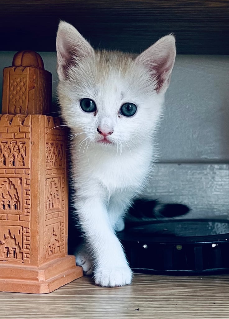 Kittens Cute Persian Mix Friendly cat