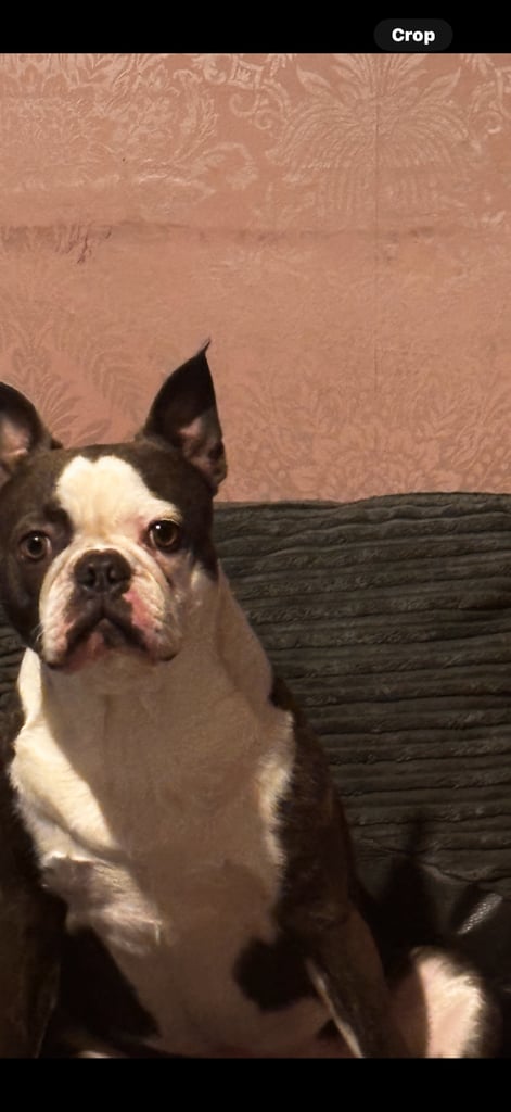 2 year old Boston terrier