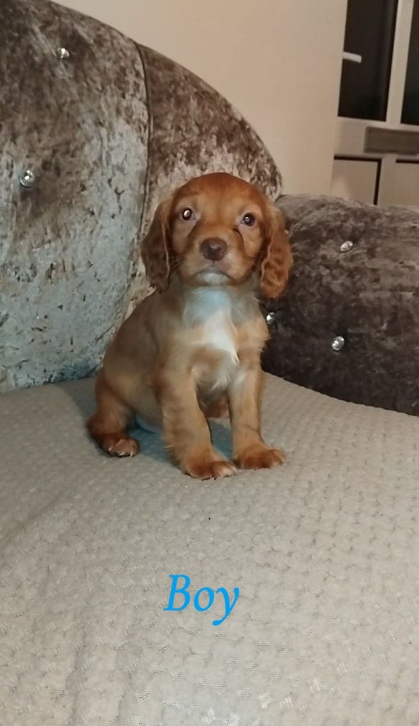 Cocker spaniel puppies 