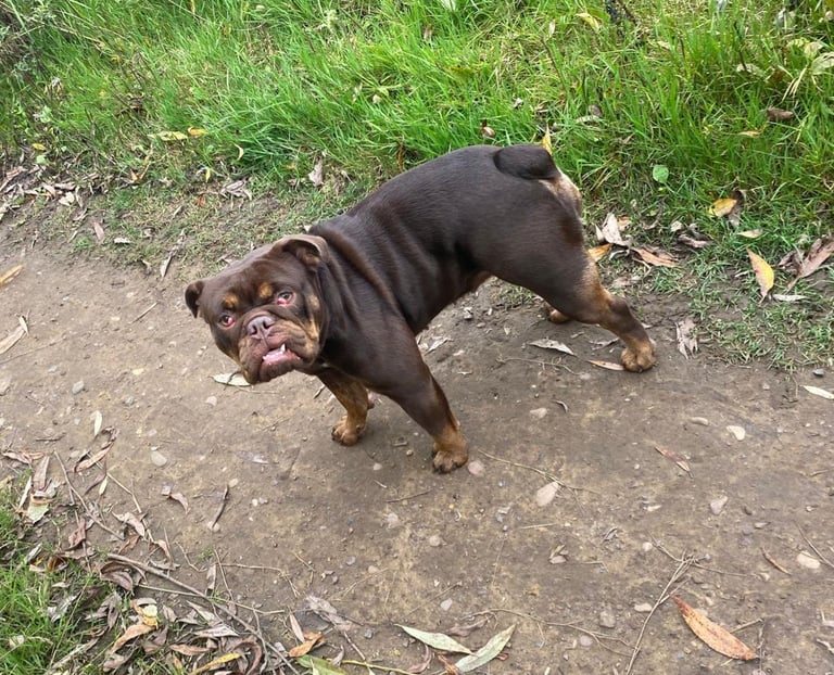 English bulldog