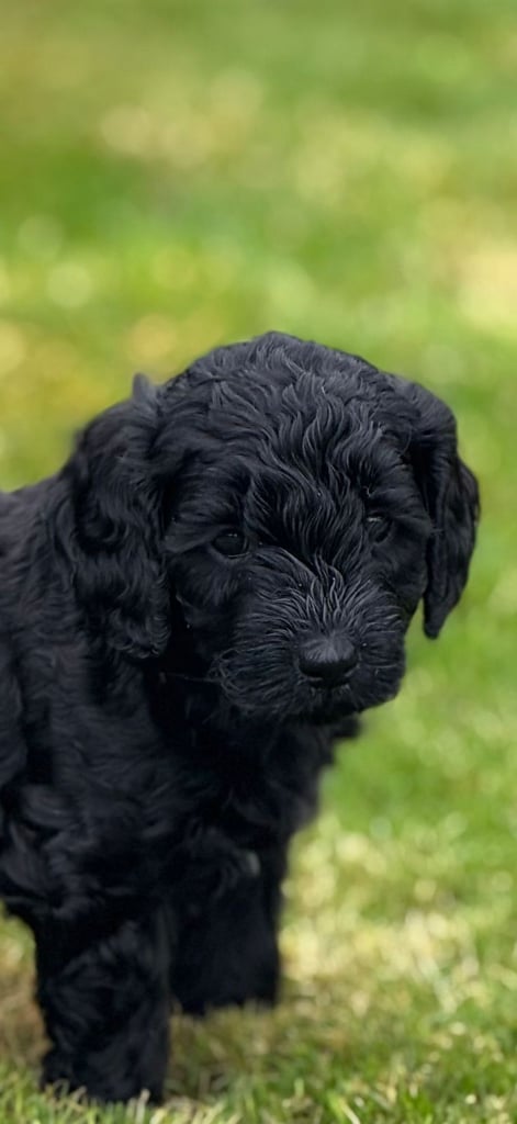 Labradoodles F3