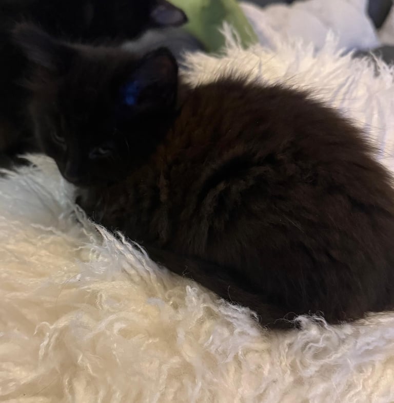 8 weeks old/3 month old beautiful kittens need a loving home