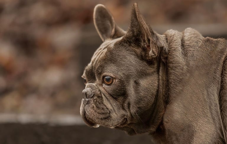 French bulldog puppies 