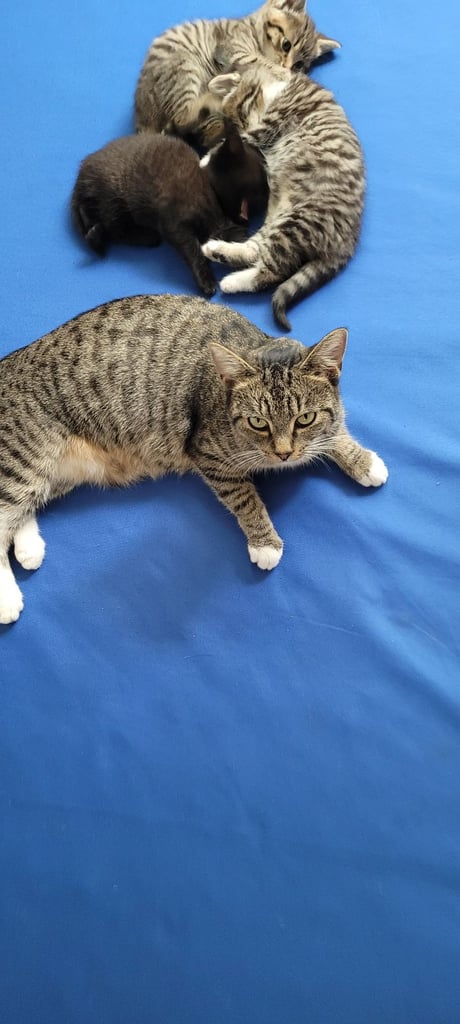  beautiful kitten male