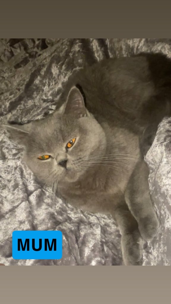 HALF BRITISH SHORTHAIR & HALF MAINECOON