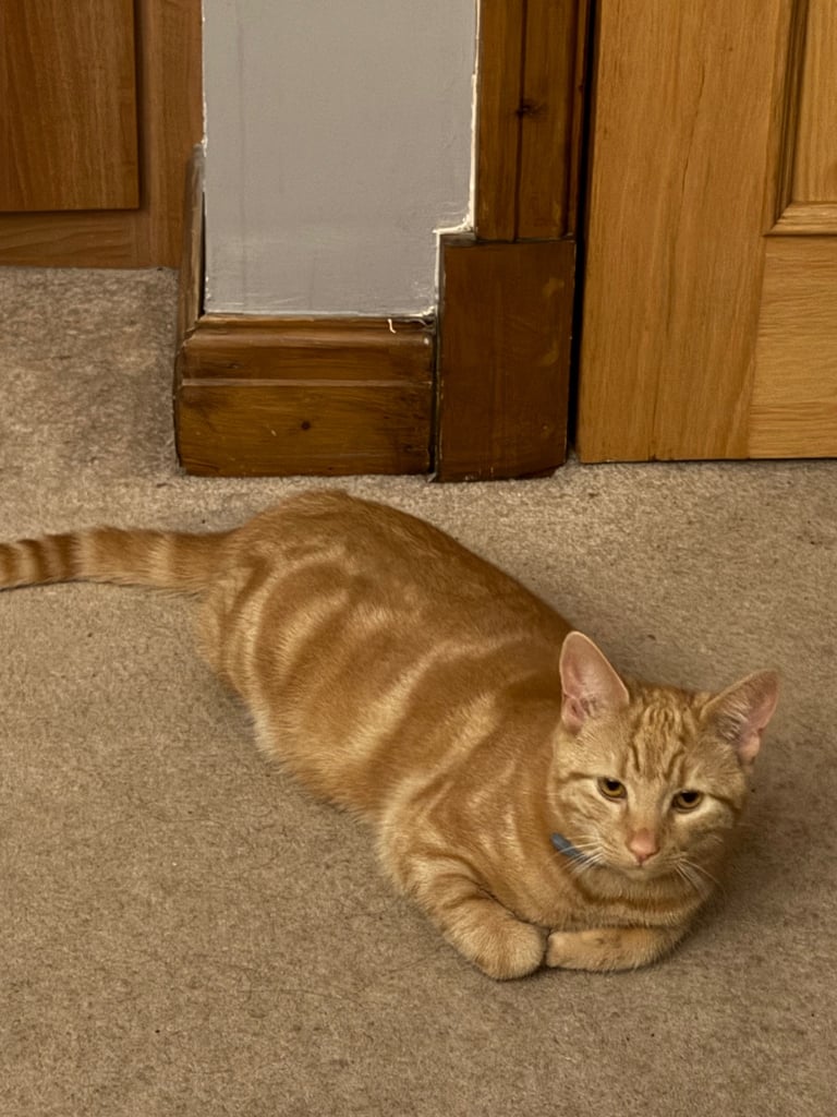 image for 7 month male ginger cat