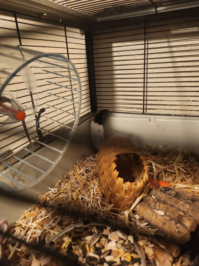 3 girls left Topeard&dumbos on way soon