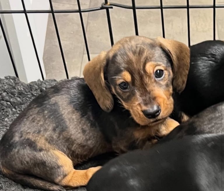Wire haired x smooth dachshund 