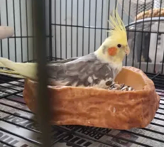 Young cockatiel with cage