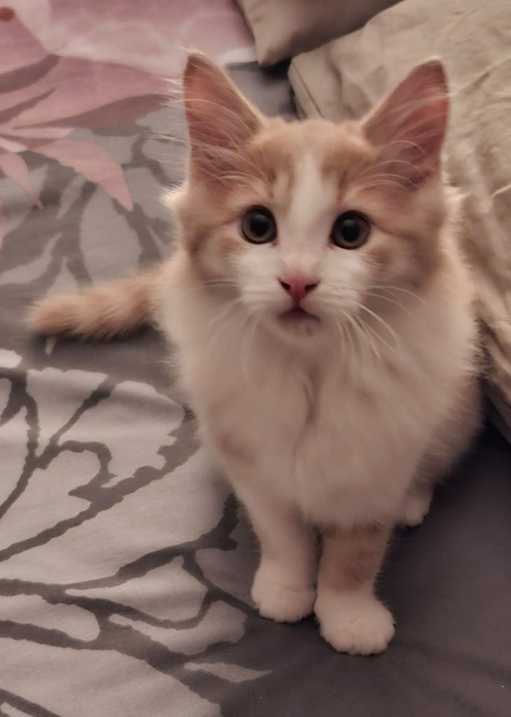 image for Kitten for sale