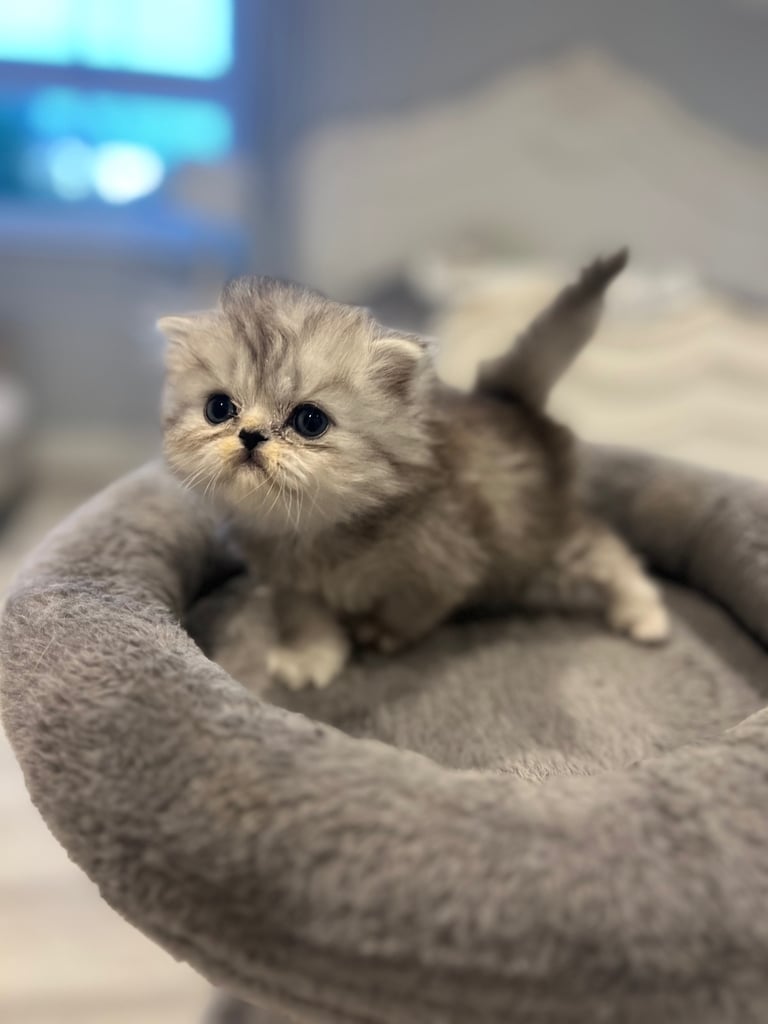 Gorgeous litter of 6 PKD Negative Persian kittens